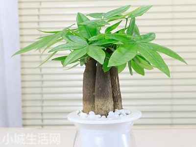 水培发财树怎么养需要注意什么