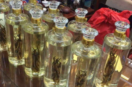 鲜虫草泡酒有什么功效 一斤酒泡多少虫草合适