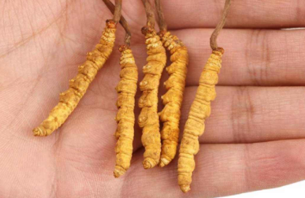 用什么酒泡虫草比较好 鲜虫草泡酒好还是干虫草泡酒好