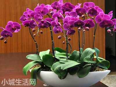 盆栽蝴蝶兰怎么养忌讳什么