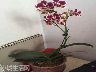 盆栽蝴蝶兰怎么养忌讳什么