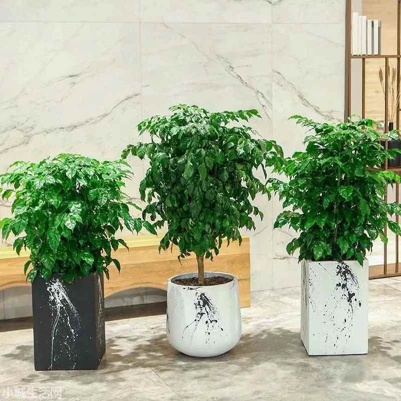 幸福树冬天怎么养忌讳什么