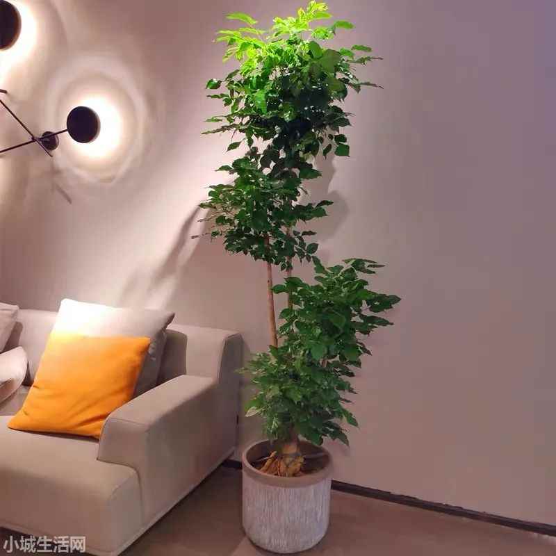 幸福树冬天怎么养忌讳什么