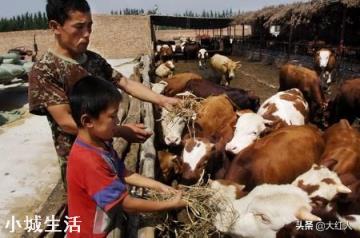 生七八天的小牛犊爬着溜粪便是什么毛病？