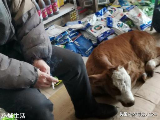 生七八天的小牛犊爬着溜粪便是什么毛病？