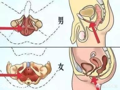 盆底肌异常有何危害?