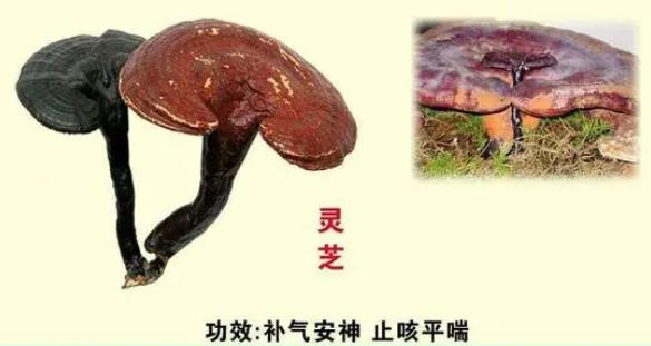 灵芝到底有多“灵”，很多人都低估了ta！