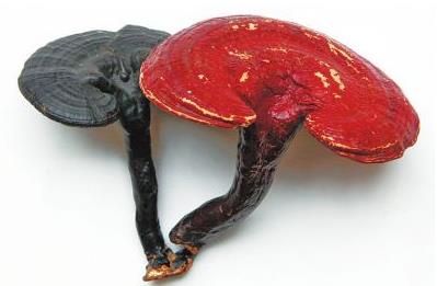 灵芝到底有多“灵”，很多人都低估了ta！