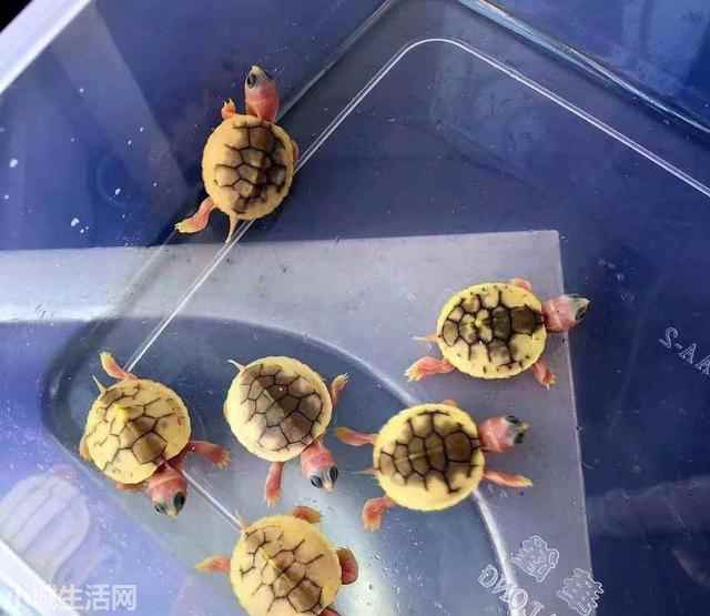 刚孵出的乌龟怎么养最佳