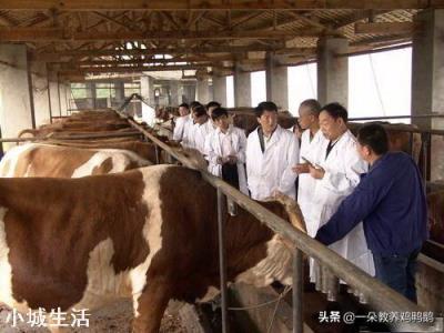 养牛吃木头和土是什么原因？
