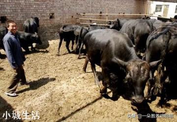养牛吃木头和土是什么原因？