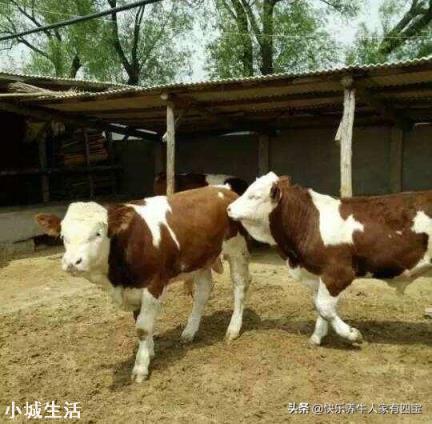 养牛吃木头和土是什么原因？