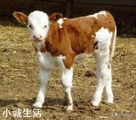 养牛吃木头和土是什么原因？