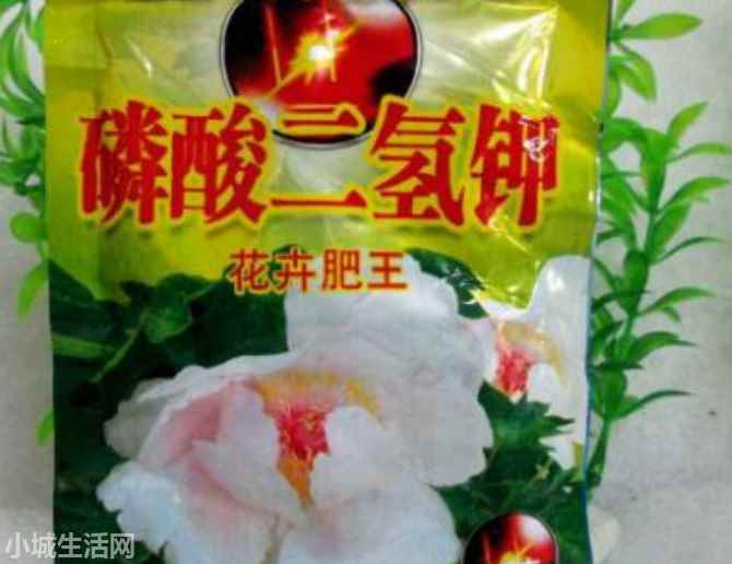 室内君子兰怎么养不容易死
