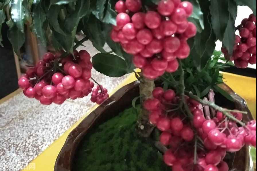 金玉滿堂花冬天怎么養(yǎng)最佳