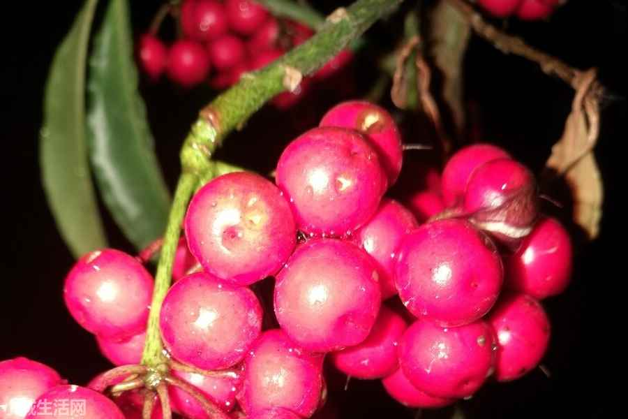 金玉滿堂花冬天怎么養(yǎng)最佳