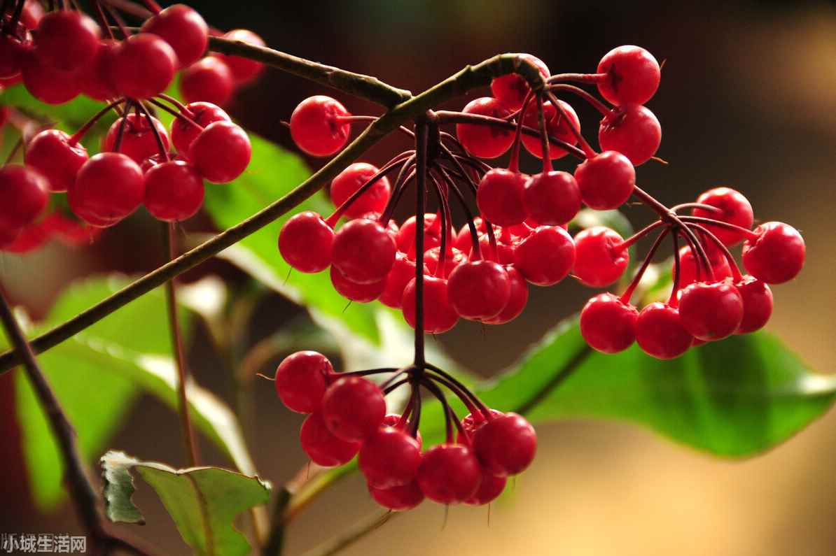 金玉滿堂花冬天怎么養(yǎng)最佳