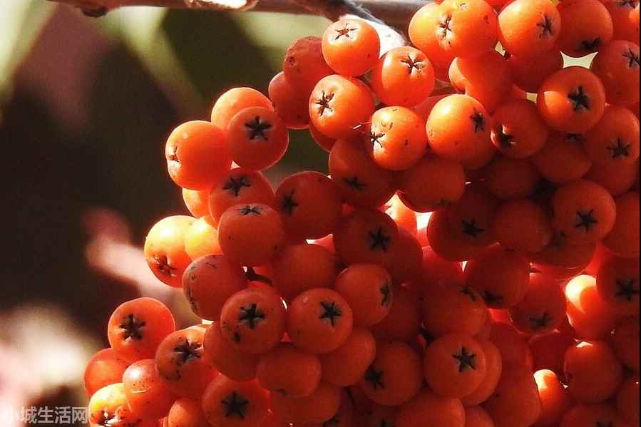 金玉滿堂花冬天怎么養(yǎng)最佳