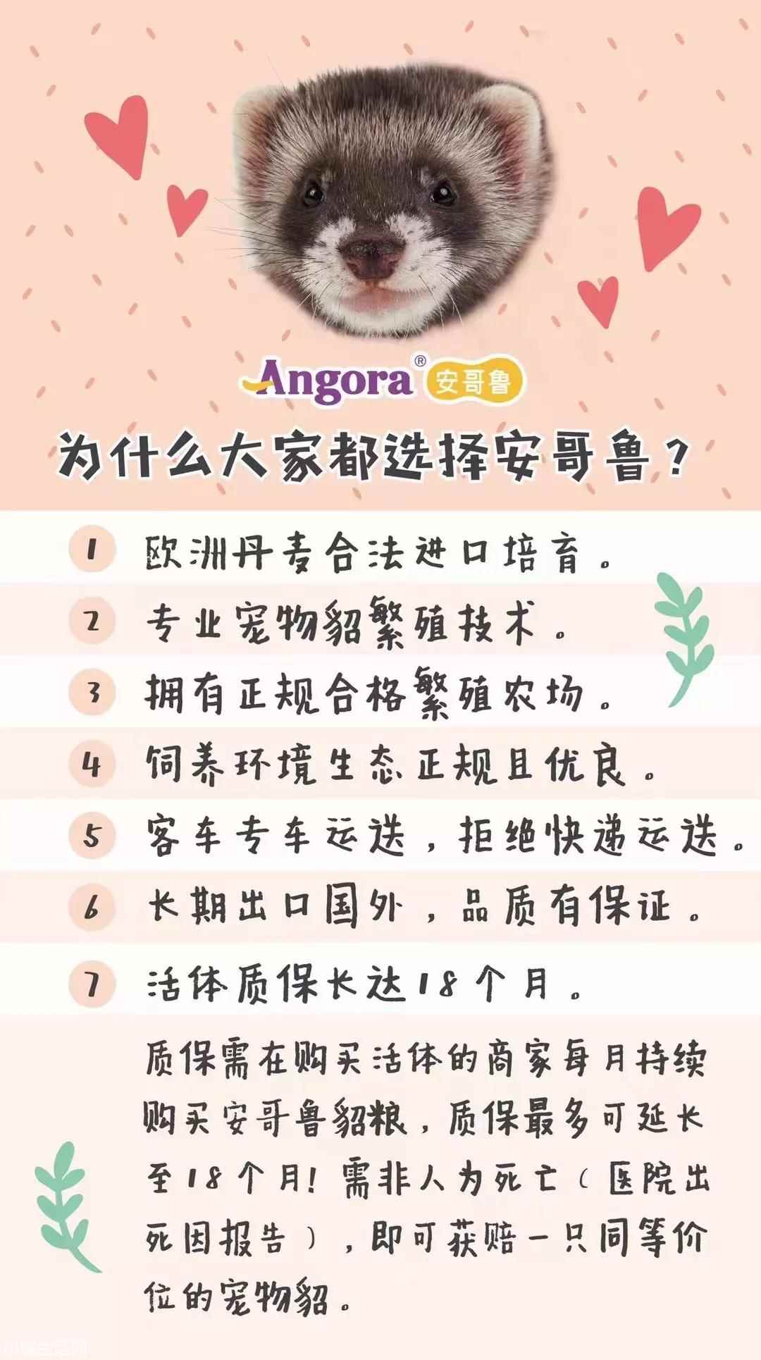 安哥鲁宠物貂怎么养新手必看