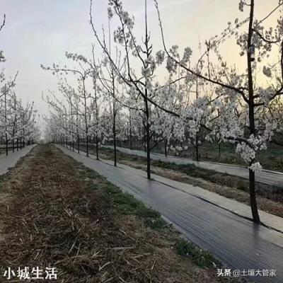 大量元素水溶肥能和根肥一起冲施吗？怎么样？