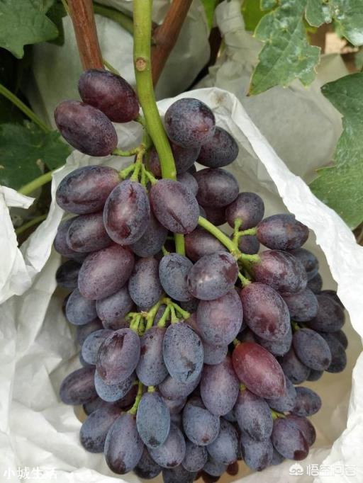 大量元素水溶肥能和根肥一起冲施吗？怎么样？