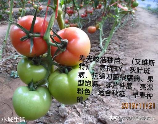 大量元素水溶肥能和根肥一起冲施吗？怎么样？