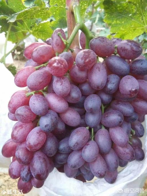 大量元素水溶肥能和根肥一起冲施吗？怎么样？