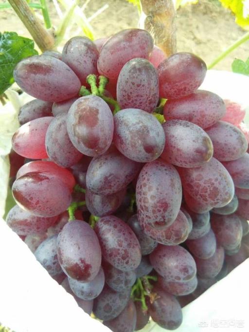 大量元素水溶肥能和根肥一起冲施吗？怎么样？