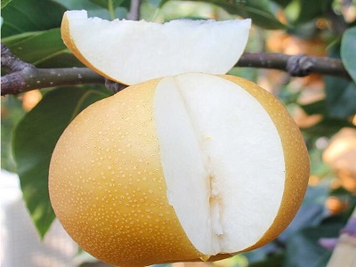 最好的清肝火食物有什么 4水果去清肝火