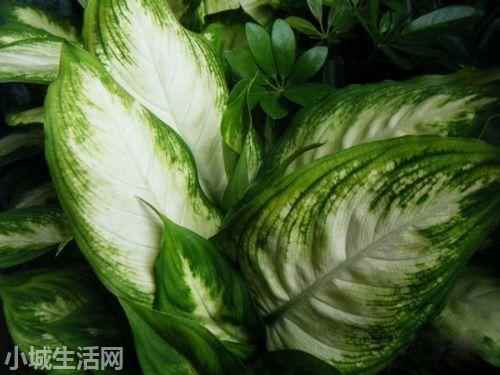 银皇后万年青怎么养不容易死