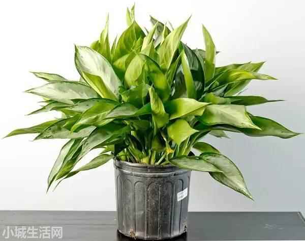 银皇后万年青怎么养不容易死