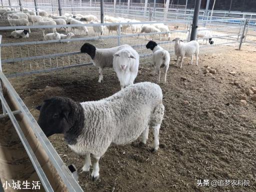 如何增强母羊抗体？