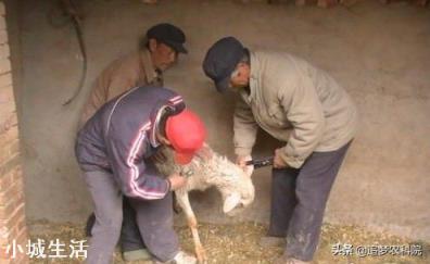 如何增强母羊抗体？