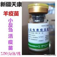 如何增强母羊抗体？
