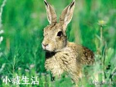 母兔子能吃土霉素吗?要注意什么?