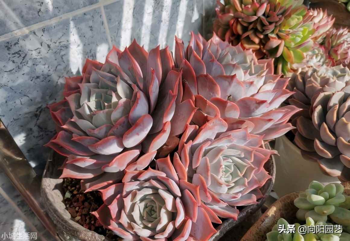 多肉植物室内怎么养不容易死