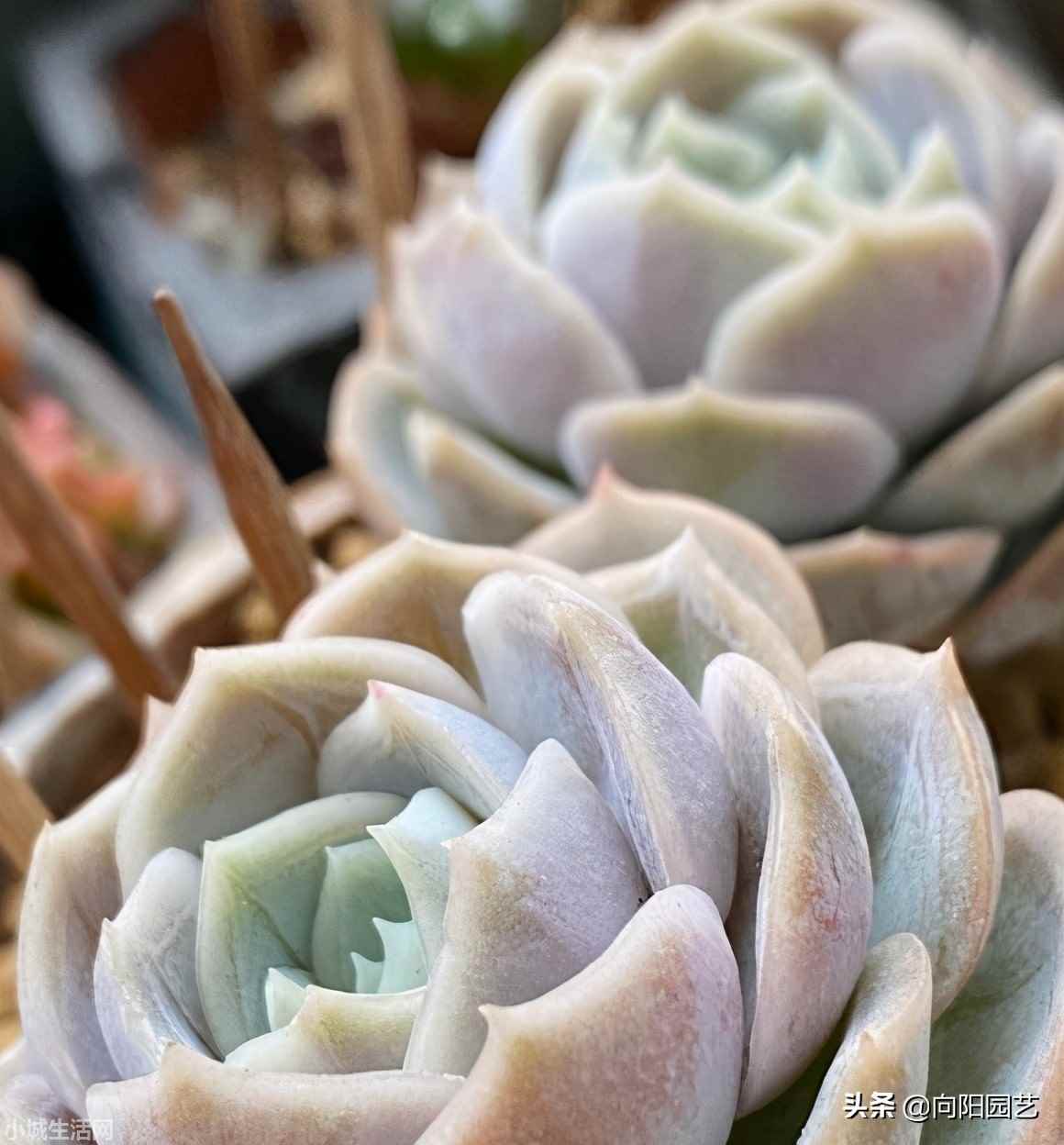 多肉植物室内怎么养不容易死