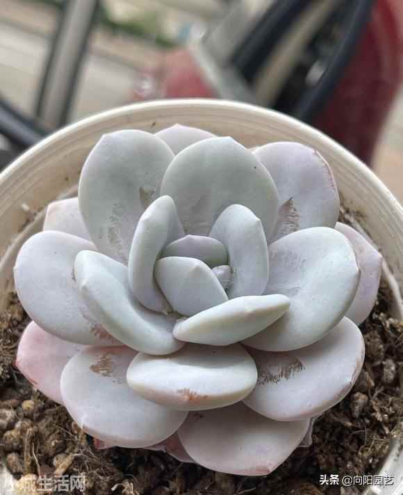 多肉植物室内怎么养不容易死