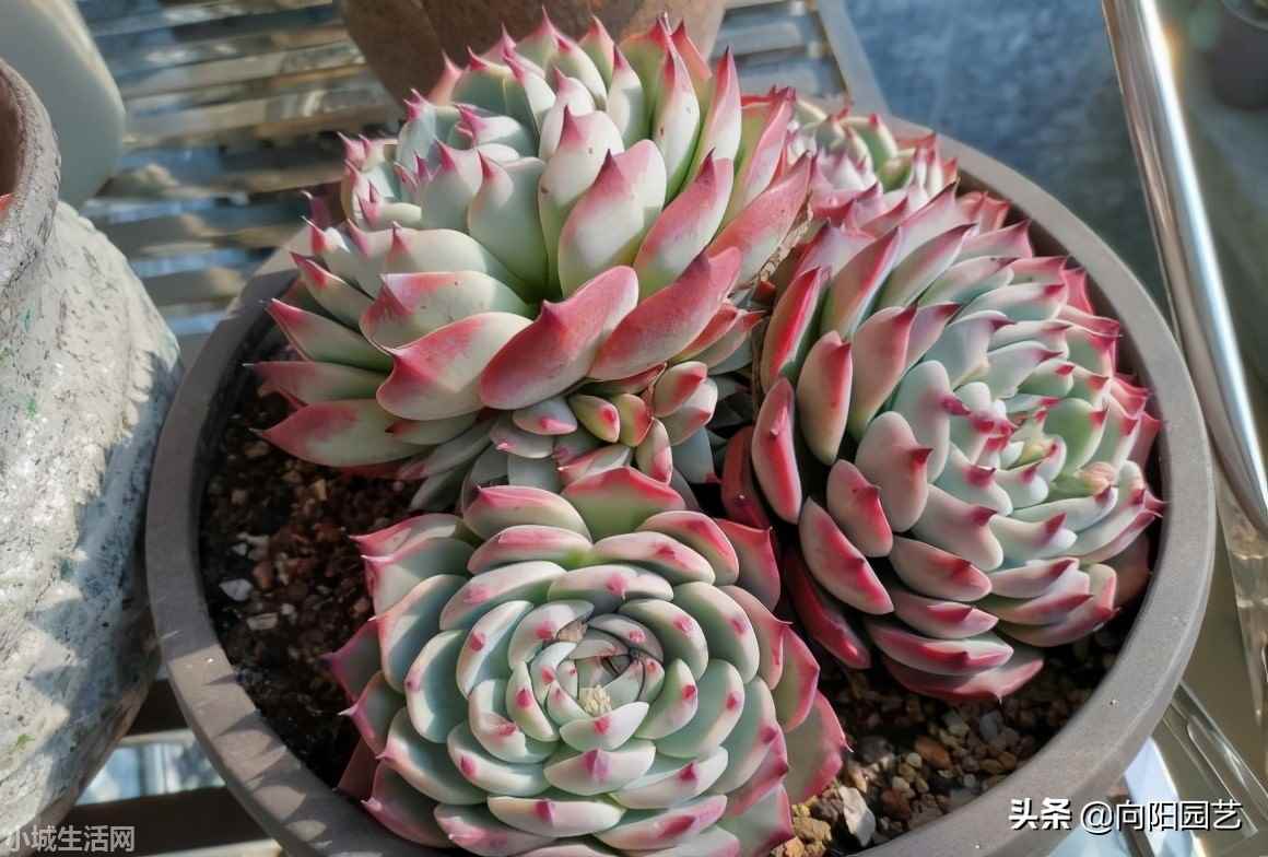 多肉植物室内怎么养不容易死