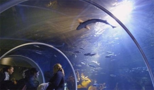 柏林一饭店打造8层楼高的巨型水族箱 世界上最大的水族箱