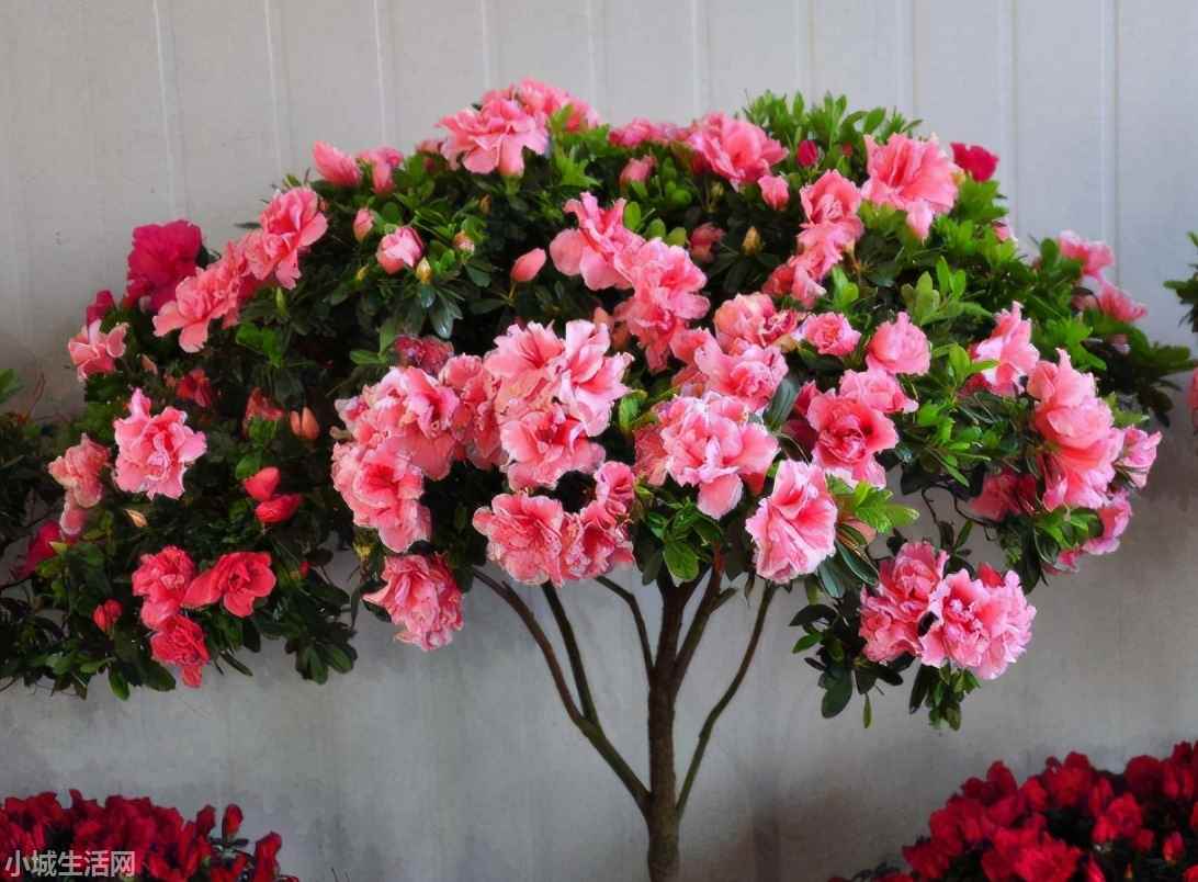 兴安杜鹃花干枝怎么养长得好