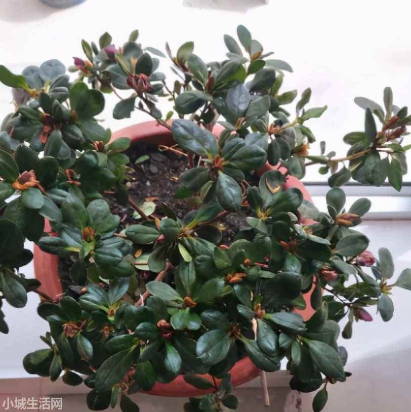 兴安杜鹃花干枝怎么养长得好