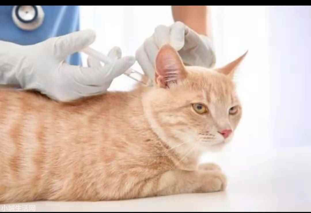 两个月大的小猫怎么养最佳