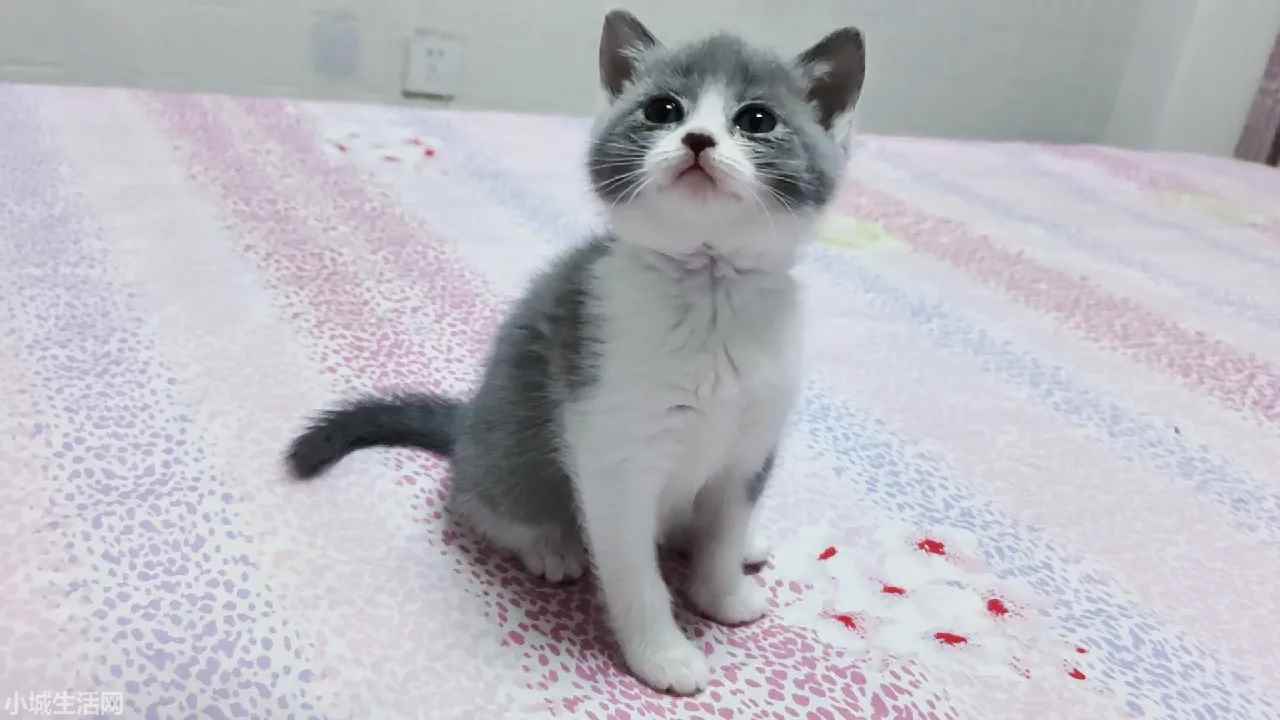 两个月大的小猫怎么养最佳