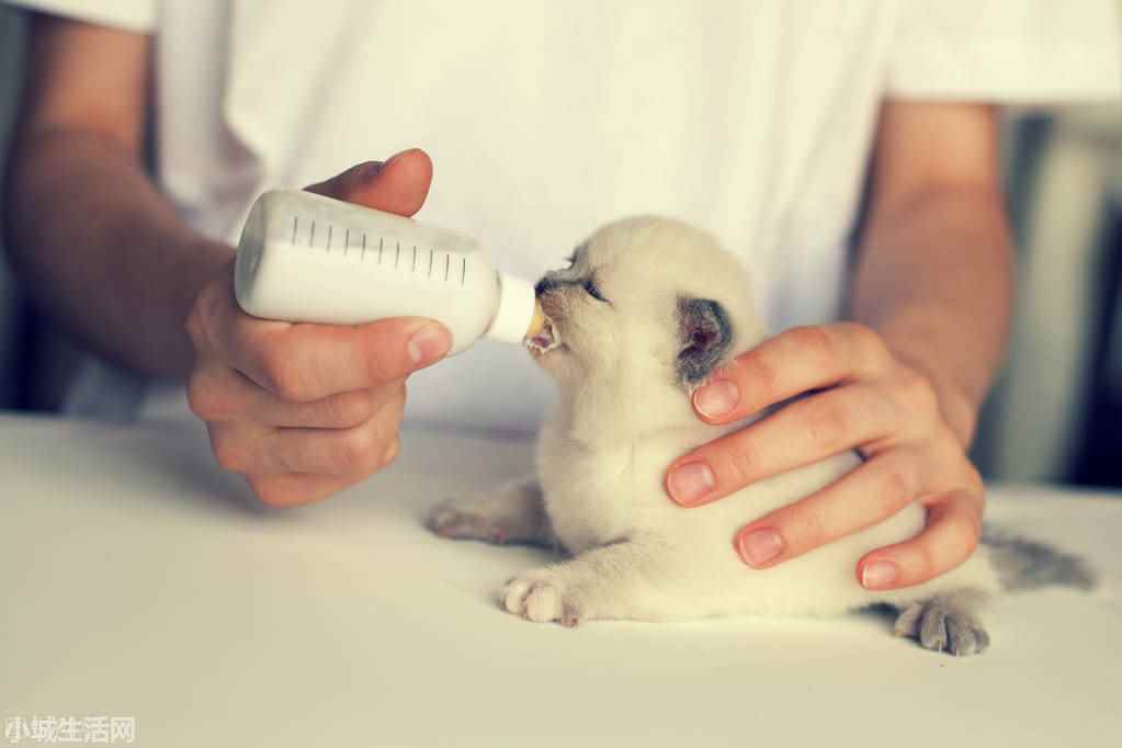 两个月大的小猫怎么养最佳