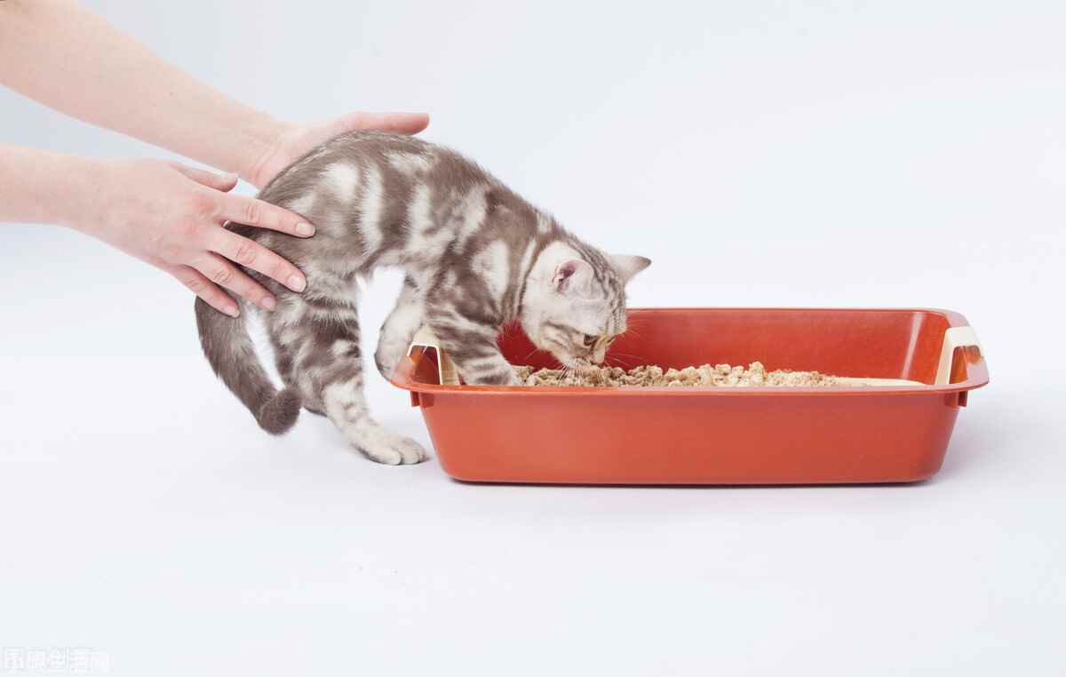 两个月大的小猫怎么养最佳