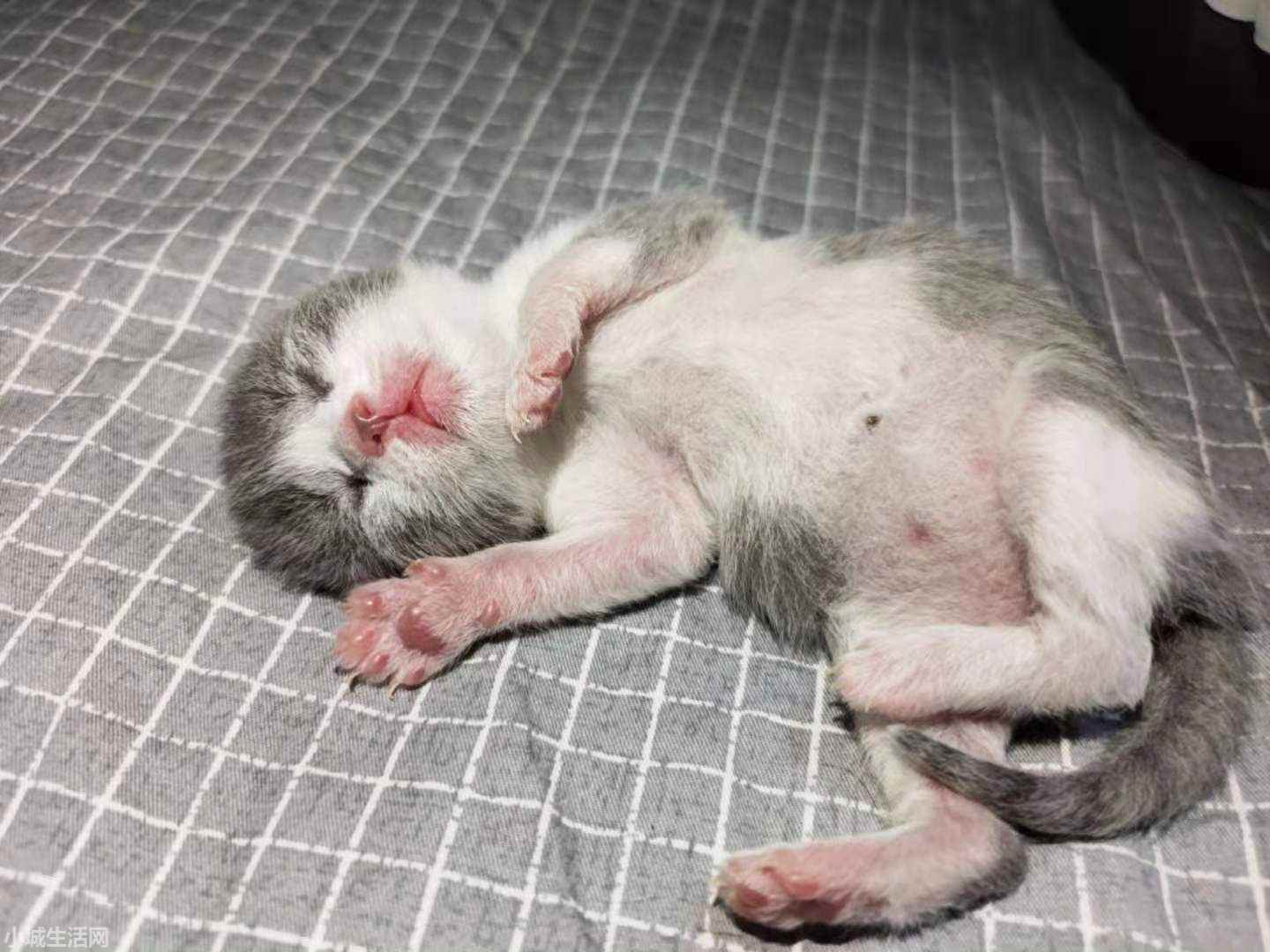 两个月大的小猫怎么养最佳