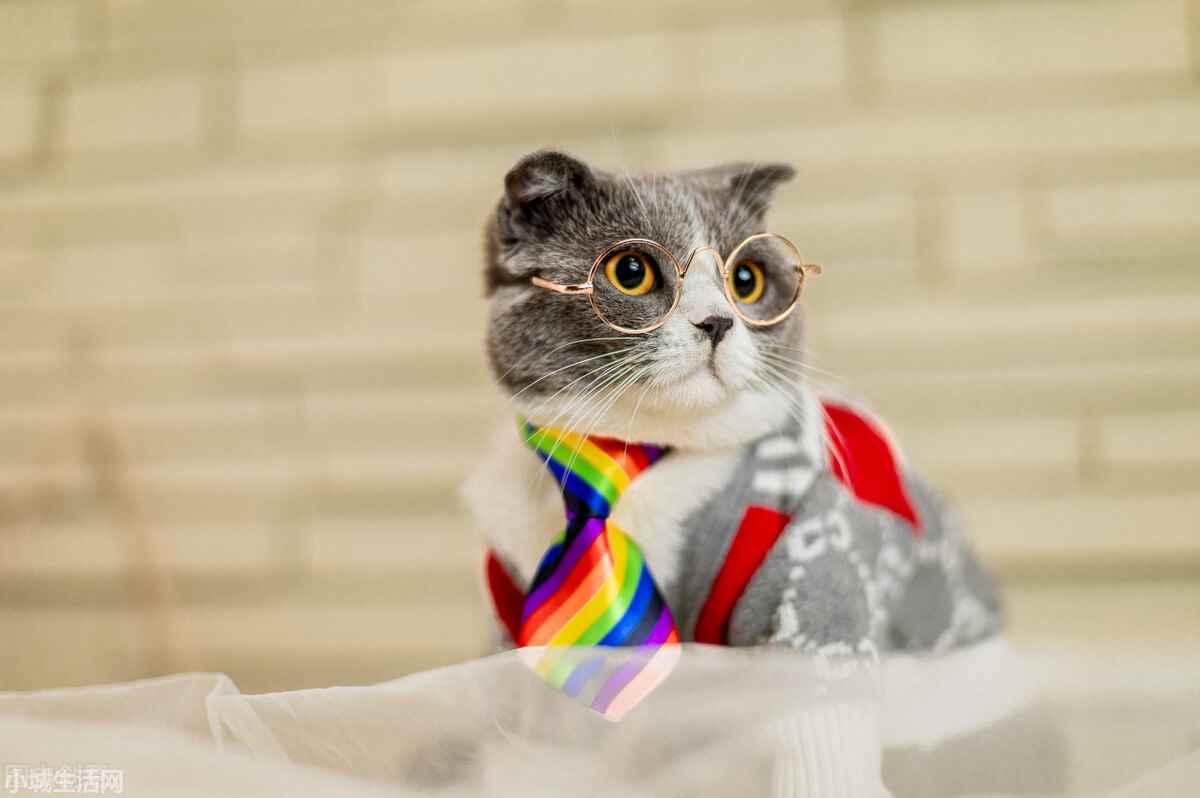 两个月大的小猫怎么养最佳