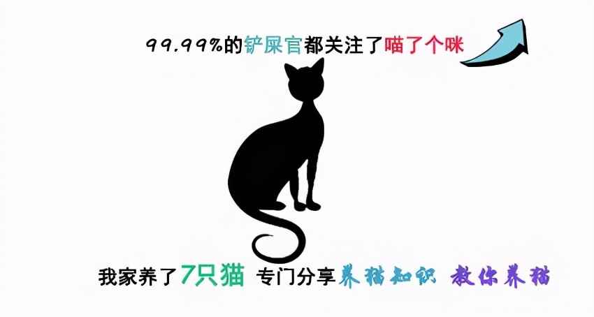两个月大的小猫怎么养最佳