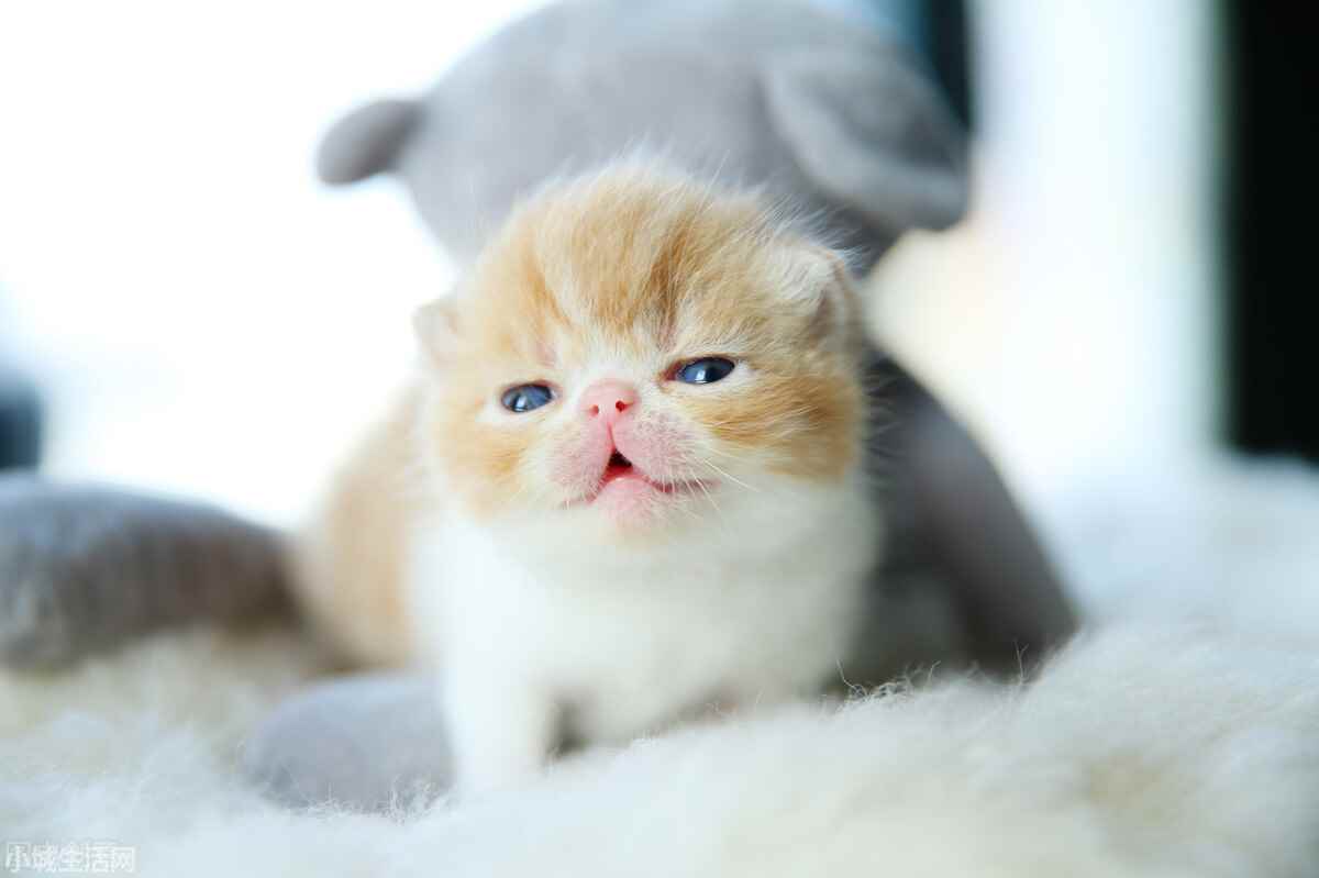 两个月大的小猫怎么养最佳